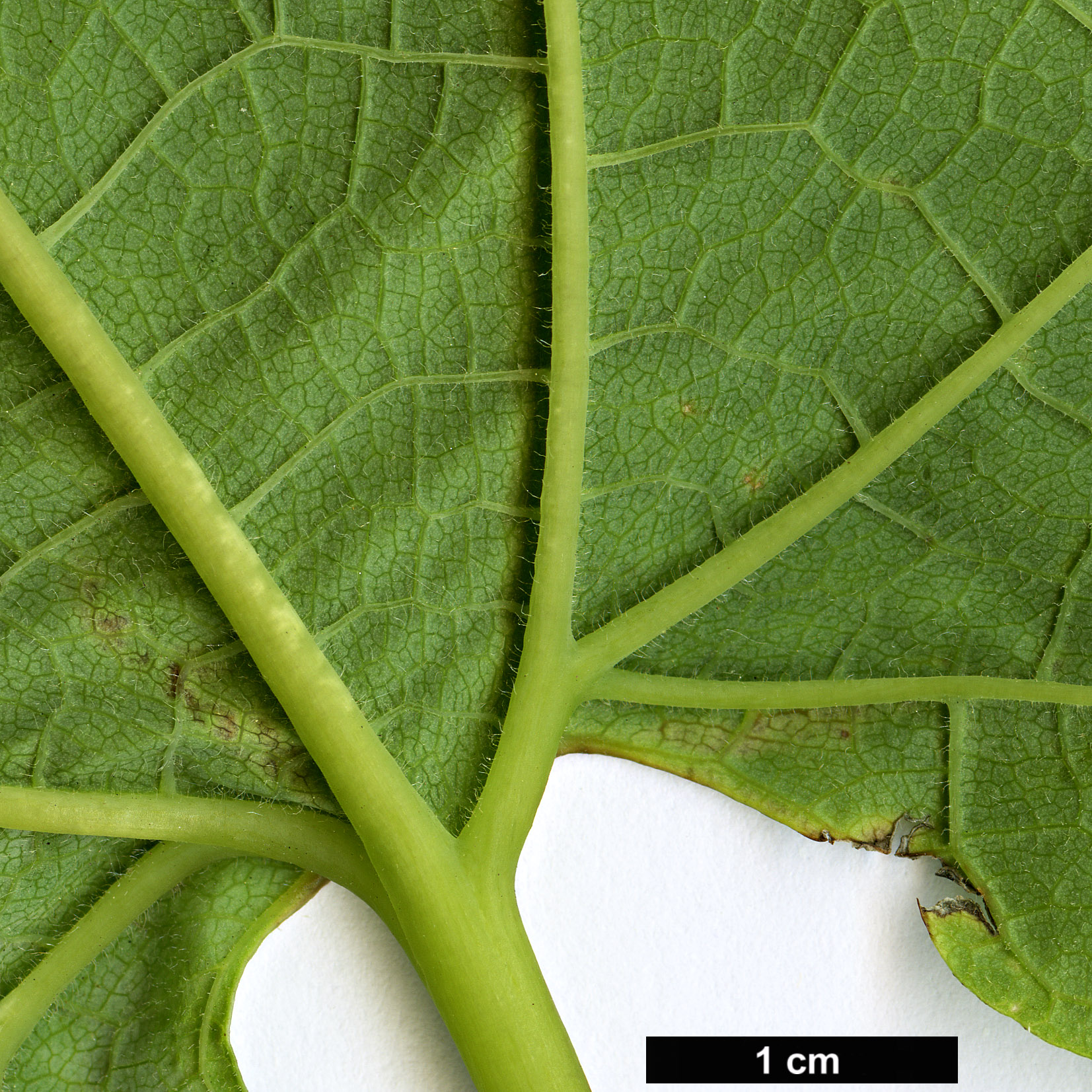 High resolution image: Family: Aristolochiaceae - Genus: Aristolochia - Taxon: manshuriensis